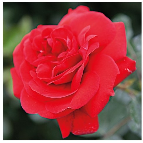 SCARLET BONICA®